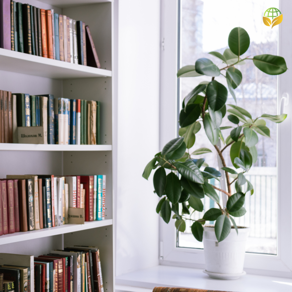 A well-lit room with a bookshelf full of books and a large potted plant by the window, showcasing how plants can improve indoor air quality.